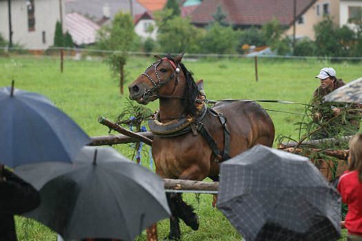 fotocka_20080809_00938.jpg